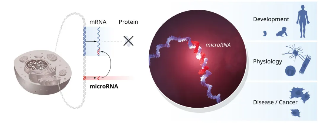 microRNA的開創(chuàng)性發(fā)現(xiàn)揭示了基因調控的一個新維度